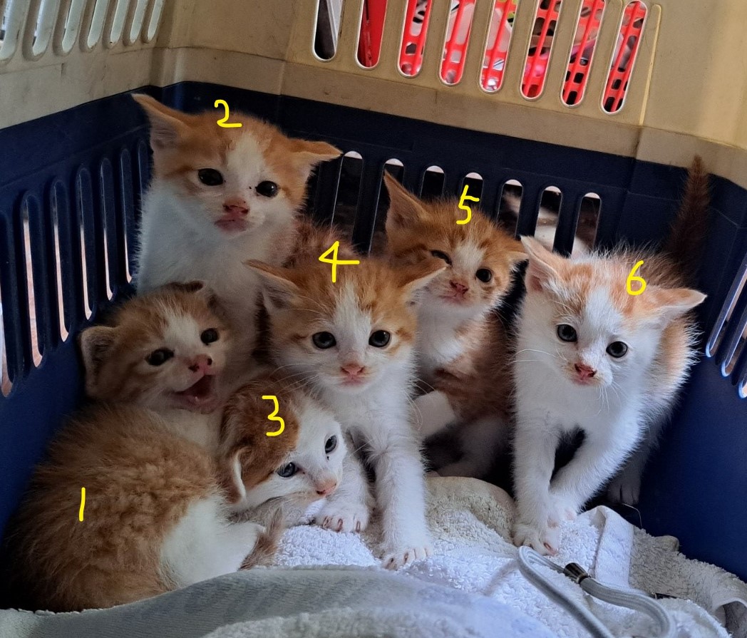 울산유기동물보호센터_431373202300469